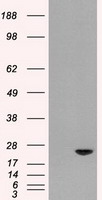 Adenylate Kinase 1 Antibody