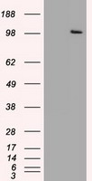 USP13 Antibody