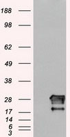 NEUROG1 Antibody