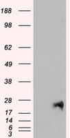 Neurogenin 1 Antibody