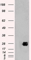 NEUROG1 Antibody