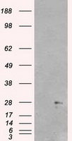 Neurogenin 1 Antibody