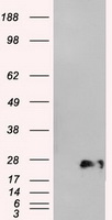 NEUROG1 Antibody