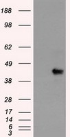 SOX17 Antibody