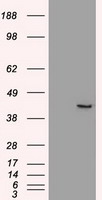 SOX17 Antibody