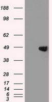 GATA4 Antibody