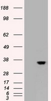 CDX2 Antibody