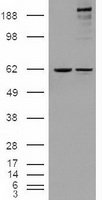 NOTCH1 Antibody