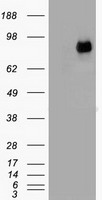 beta Catenin Antibody