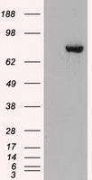 STAT3 Antibody