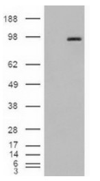 PECAM1 Antibody