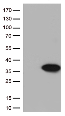 BCL2L1 Antibody