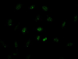 GATA4 Antibody