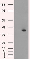 MAPK8 Antibody