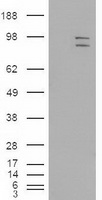MAPK6 Antibody