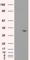 JNK1 Antibody