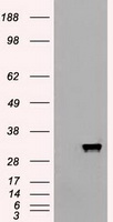 Apolipoprotein M Antibody