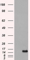 FGF1 Antibody