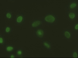EPCAM Antibody