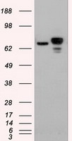 beta Catenin Antibody