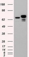 beta Catenin Antibody