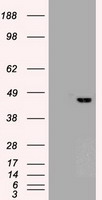SOX17 Antibody
