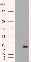 Neurotrophin 4 Antibody