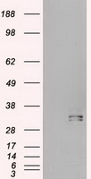 Hex Antibody