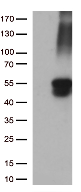 KRT8 Antibody