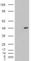 KRT18 Antibody