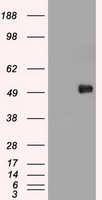 MYC Antibody
