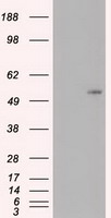 MYC Antibody