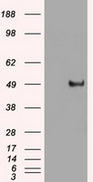 MYC Antibody