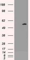 AKT3 Antibody