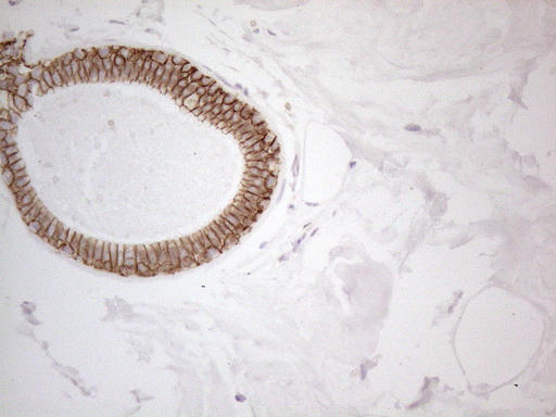 Pan-CDH Antibody