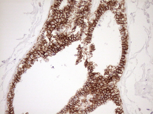 Pan-CDH Antibody