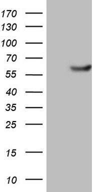PKM2 Antibody