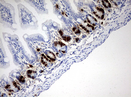 BrdU Antibody