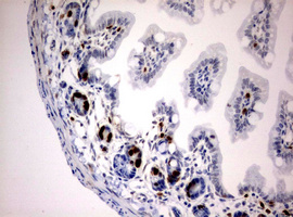 BrdU Antibody