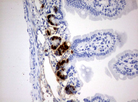 BrdU Antibody