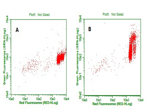 BrdU Antibody