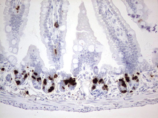 BrdU Antibody