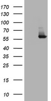PKM1 Antibody