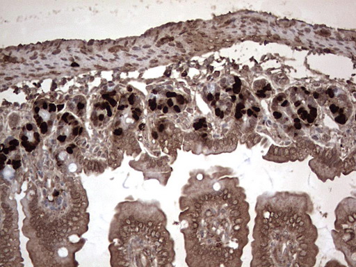 BrdU Antibody