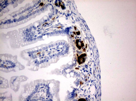 BrdU Antibody