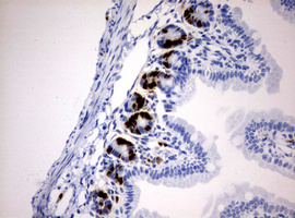 IdU Antibody