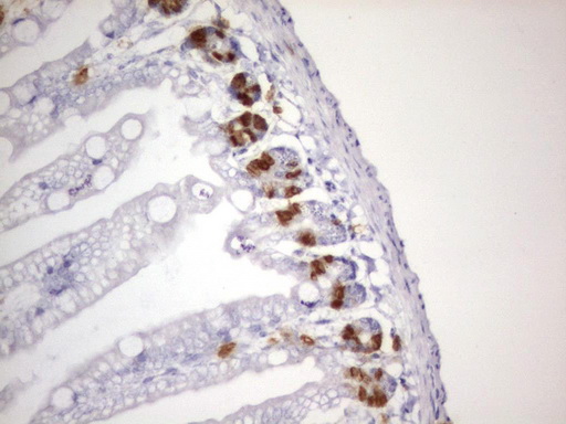 IdU Antibody