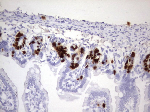 IdU Antibody