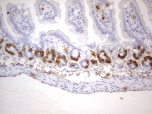 BrdU Antibody