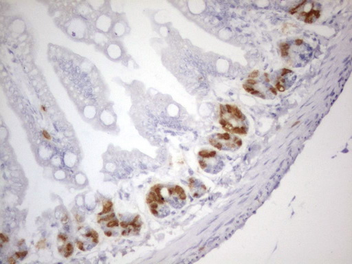 BrdU Antibody